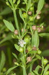 Licorice weed